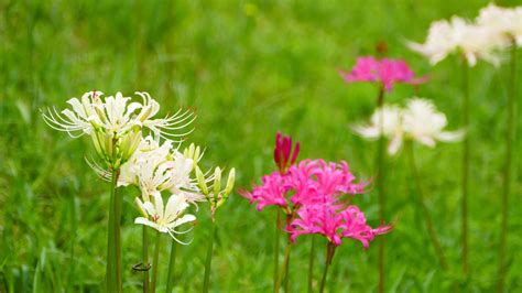 彼岸花 地獄花|ヒガンバナ